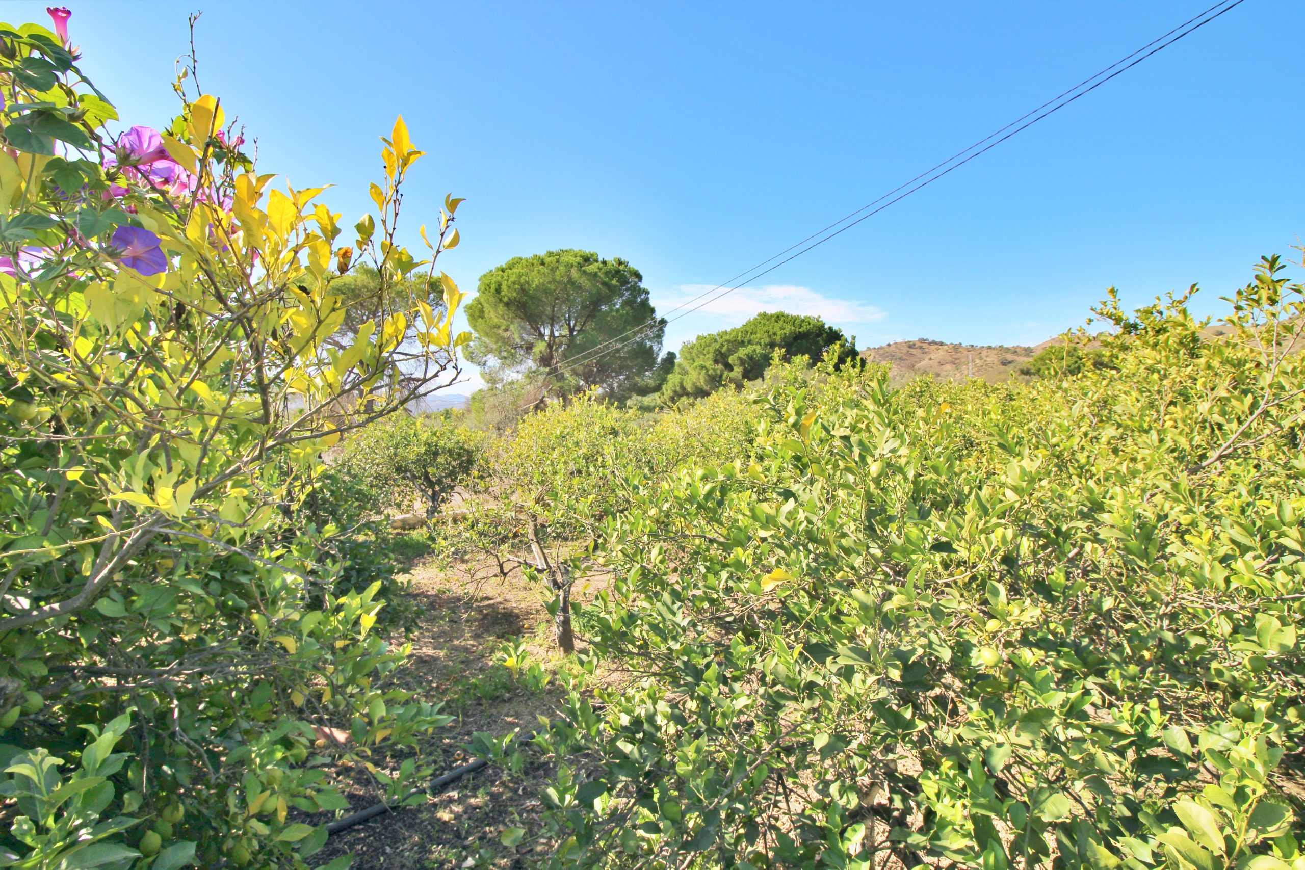Finca for sale in Coin, Malaga