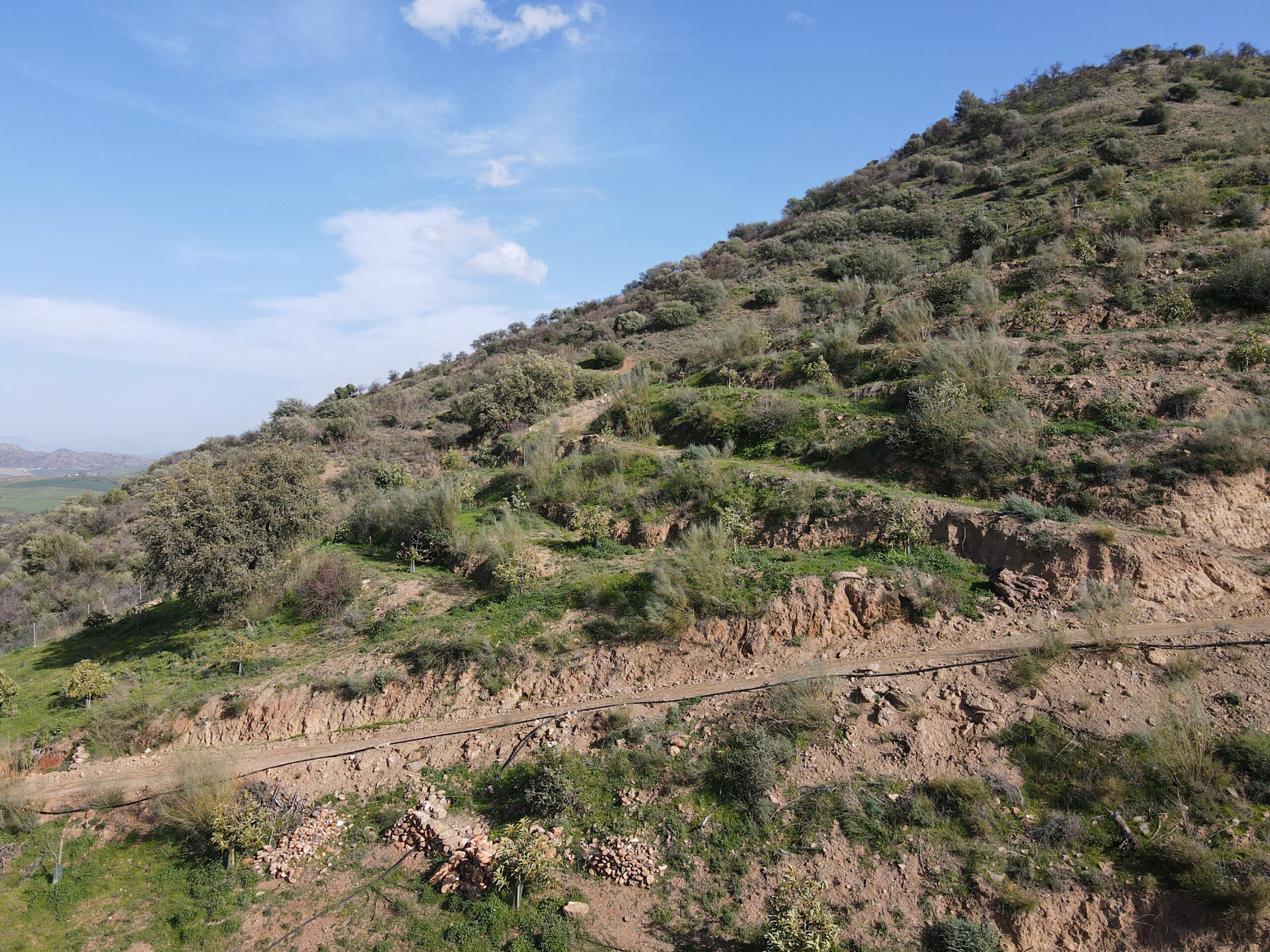 Parcela-Rural for sale in Coin, Malaga